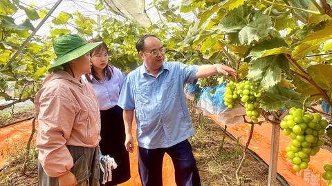 Đồng chí Bí thư Đảng uỷ phường tham quan mô hình kinh tế tiêu biểu của Đoàn thanh niên phường Tân Phong.