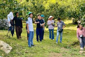Uỷ ban nhân dân phường Tân Phong kiểm tra vùng trồng lê, chuẩn bị cho Ngày hội hái lê năm 2026.
